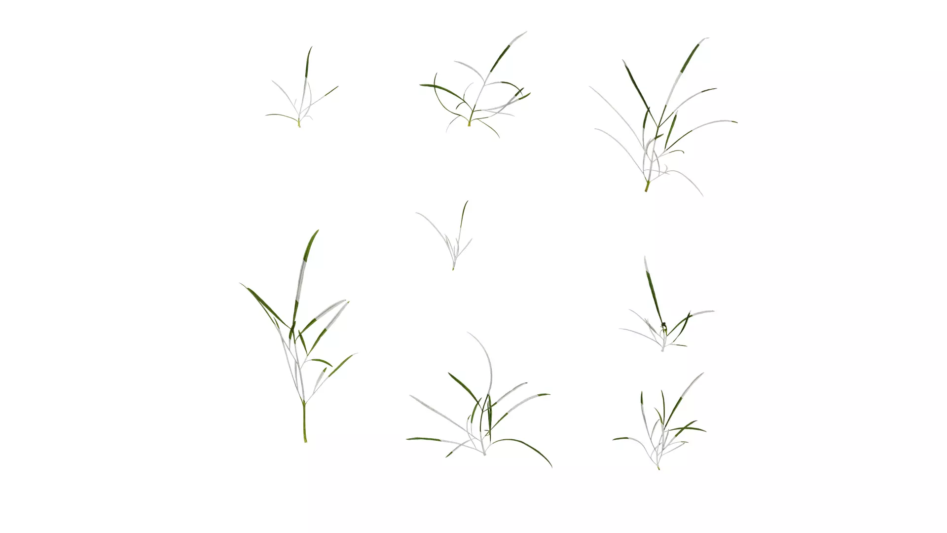 Anydrafts Sanvitalia procumbens Leaf 05 Texture_0