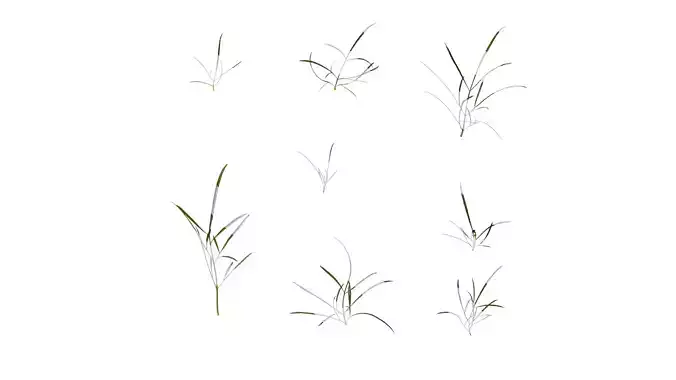 Anydrafts Sanvitalia procumbens Leaf 05