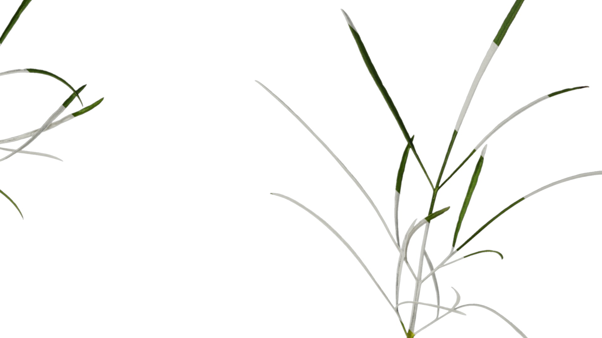 Anydrafts Sanvitalia procumbens Leaf 05 Texture_2