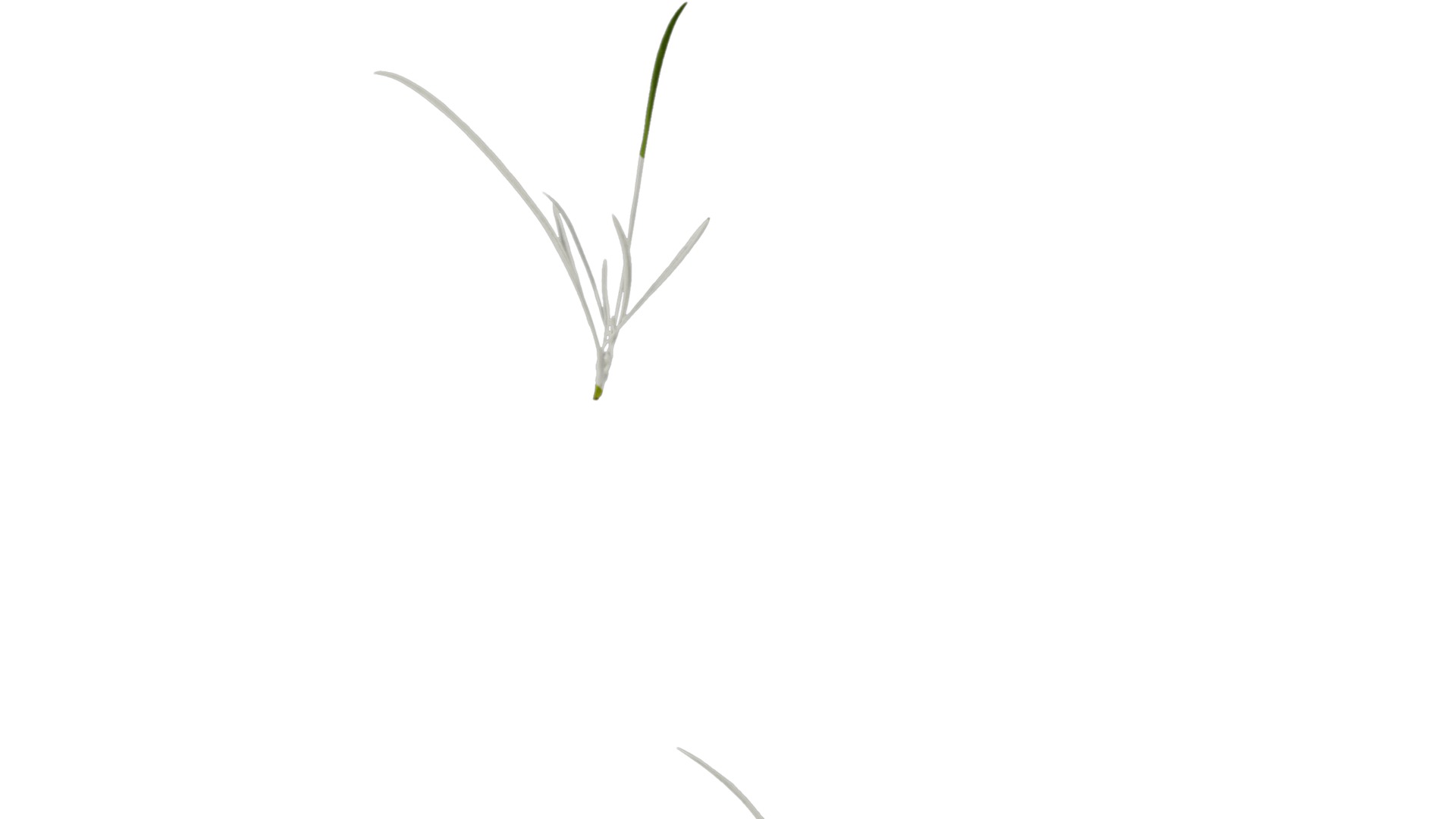 Anydrafts Sanvitalia procumbens Leaf 05 Texture_7