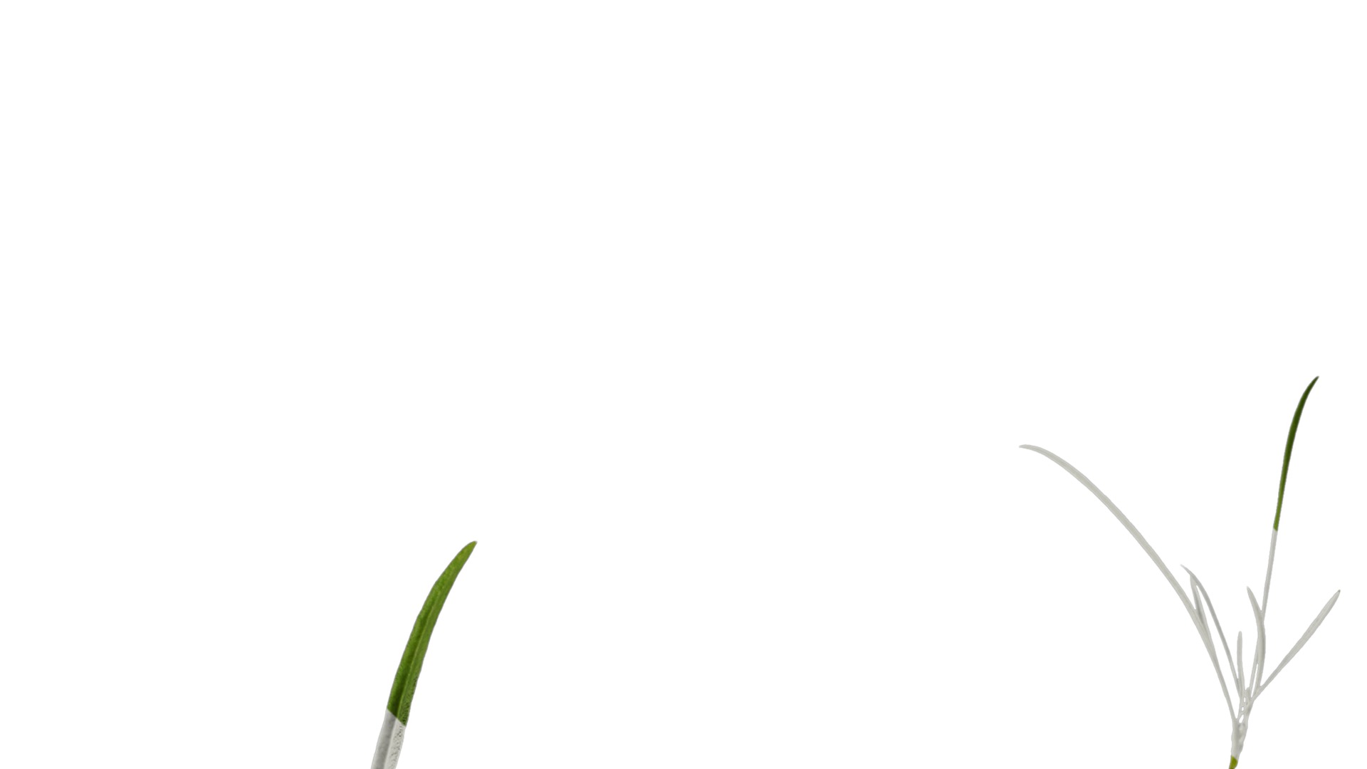 Anydrafts Sanvitalia procumbens Leaf 05 Texture_3