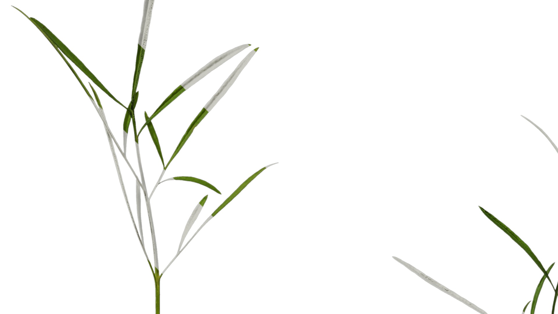 Anydrafts Sanvitalia procumbens Leaf 05 Texture_5