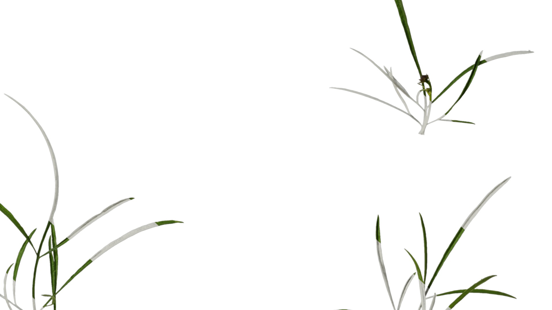 Anydrafts Sanvitalia procumbens Leaf 05 Texture_6