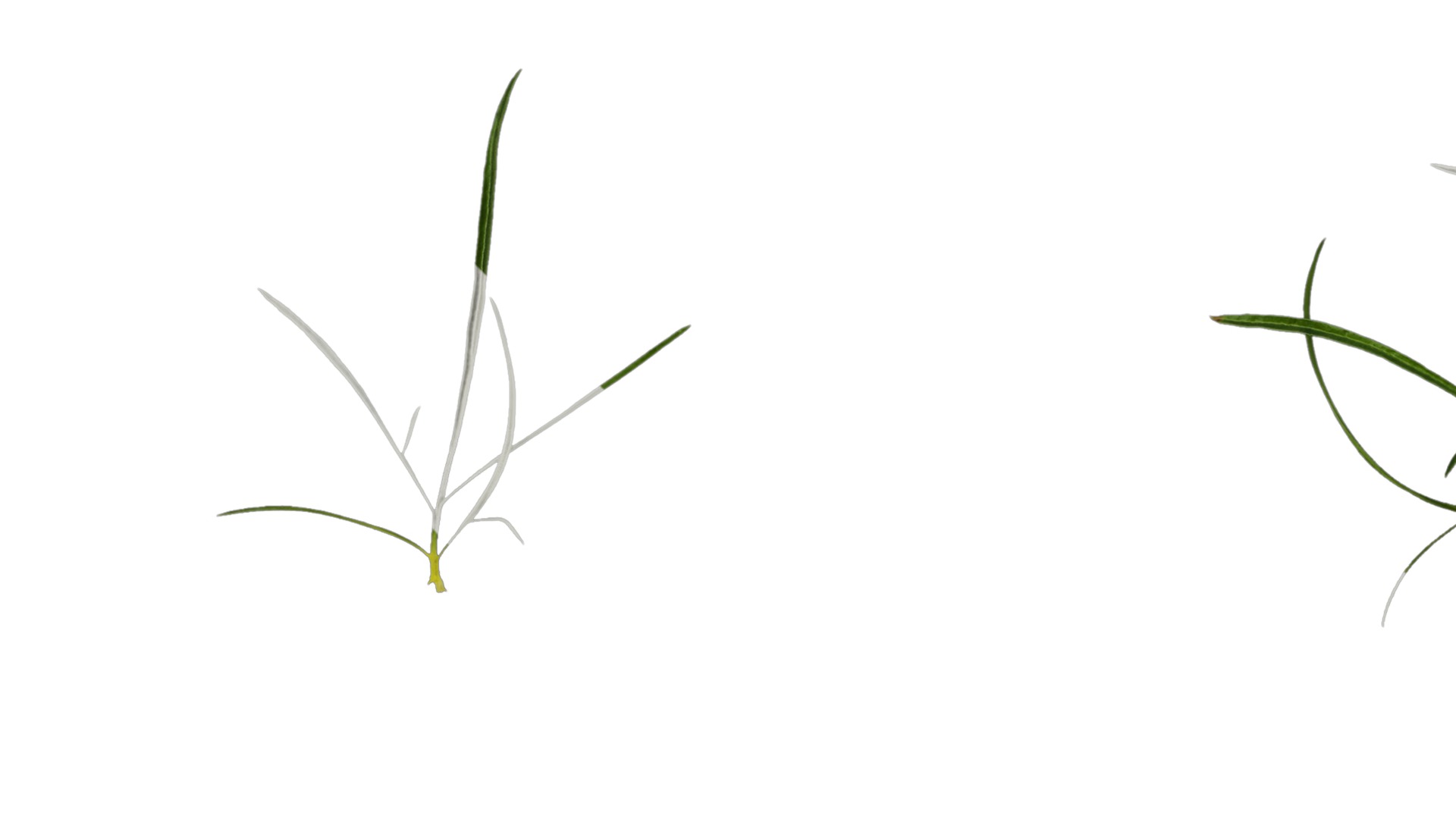 Anydrafts Sanvitalia procumbens Leaf 05 Texture_1