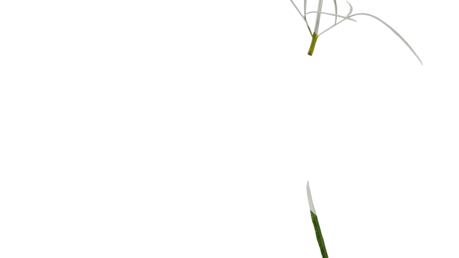 Anydrafts Sanvitalia procumbens Leaf 05 Texture_4