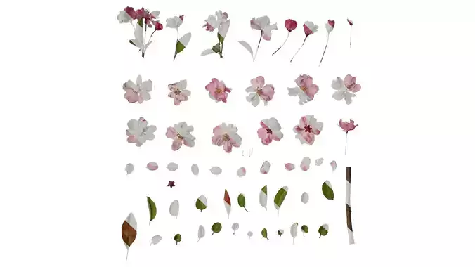 Anydrafts Malus halliana Atlas 01