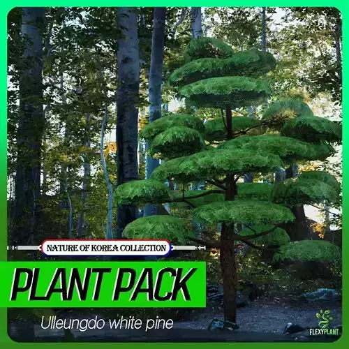 Korean Endemic Species Plant - 4 Ulleung white pine Tree