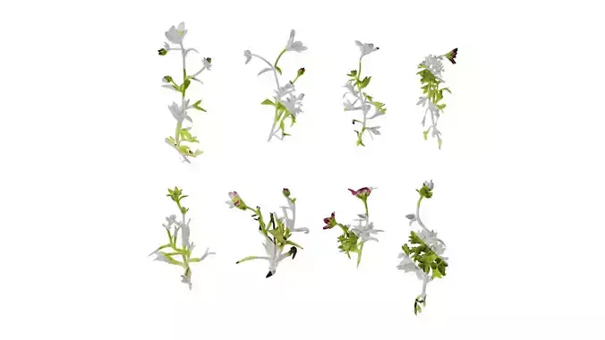 Anydrafts Saxifraga hirculus Atlas 01