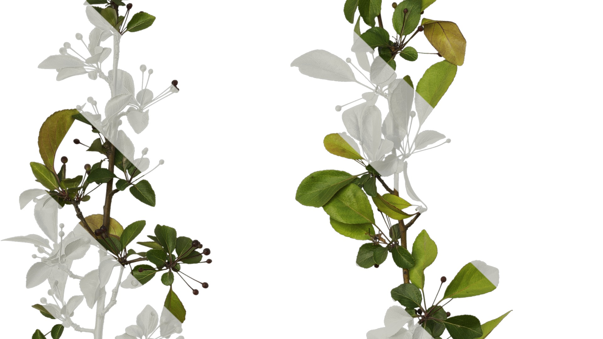 Anydrafts Malus halliana Atlas 07 Texture_3