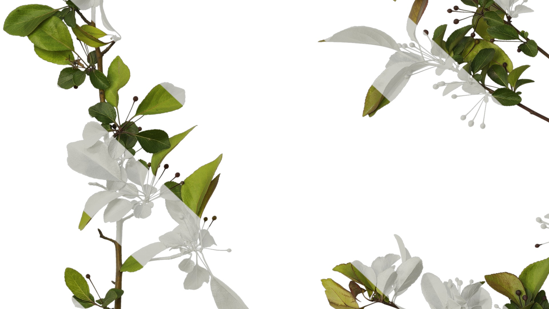 Anydrafts Malus halliana Atlas 07 Texture_7