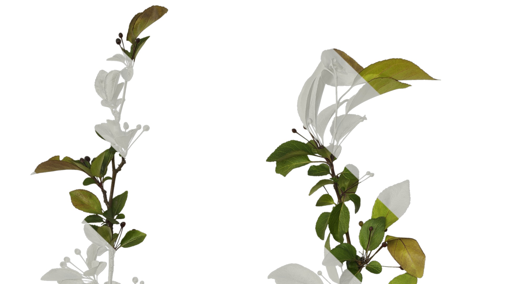 Anydrafts Malus halliana Atlas 07 Texture_1