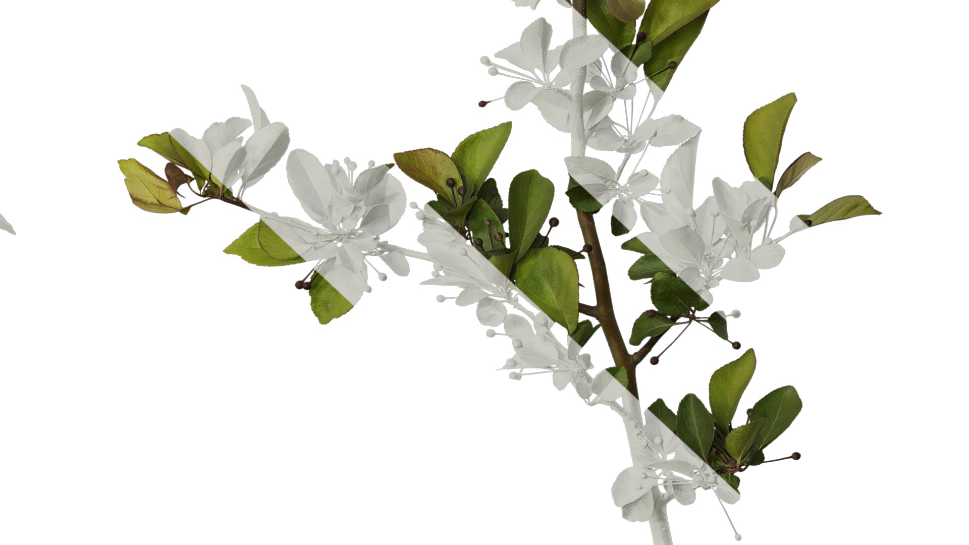 Anydrafts Malus halliana Atlas 07 Texture_6