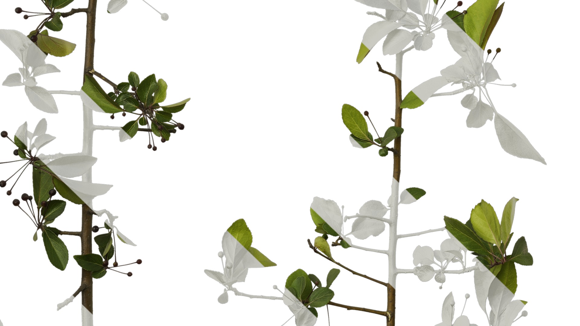 Anydrafts Malus halliana Atlas 07 Texture_5