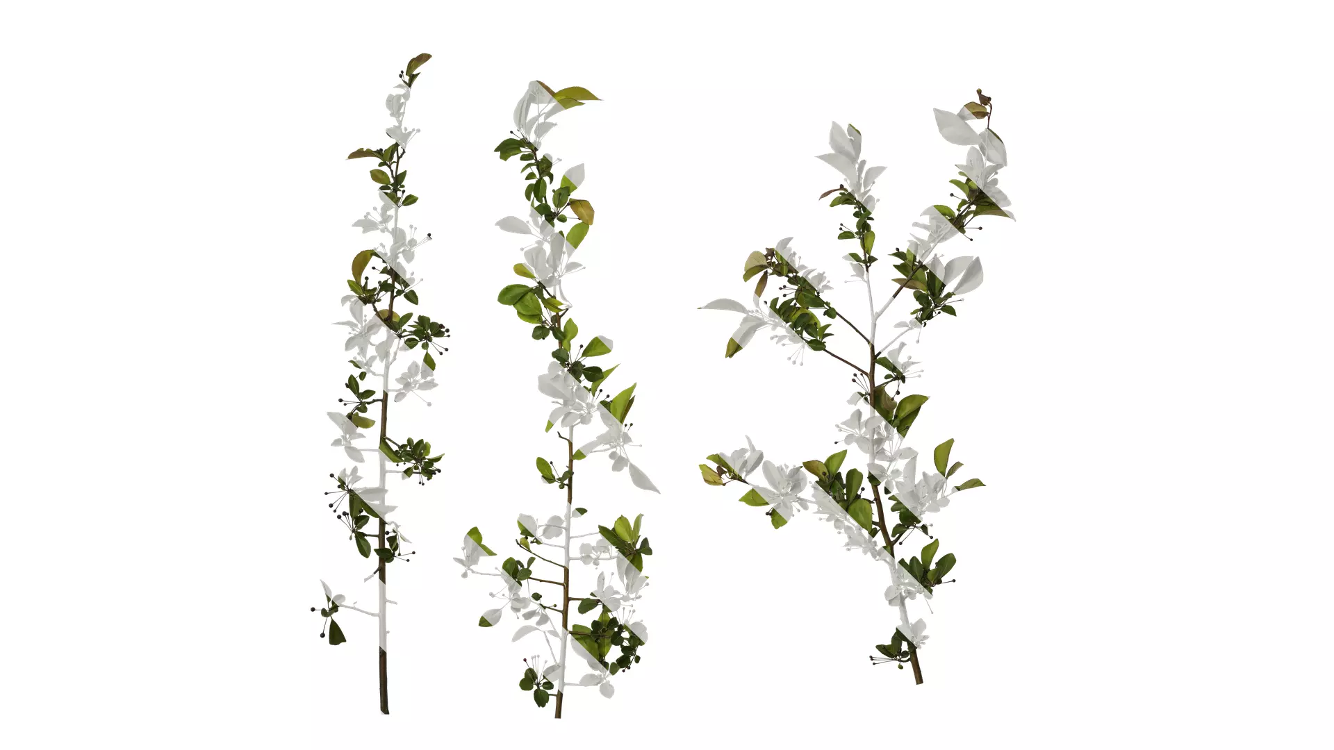 Anydrafts Malus halliana Atlas 07 Texture_0