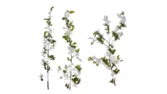 Anydrafts Malus halliana Atlas 07