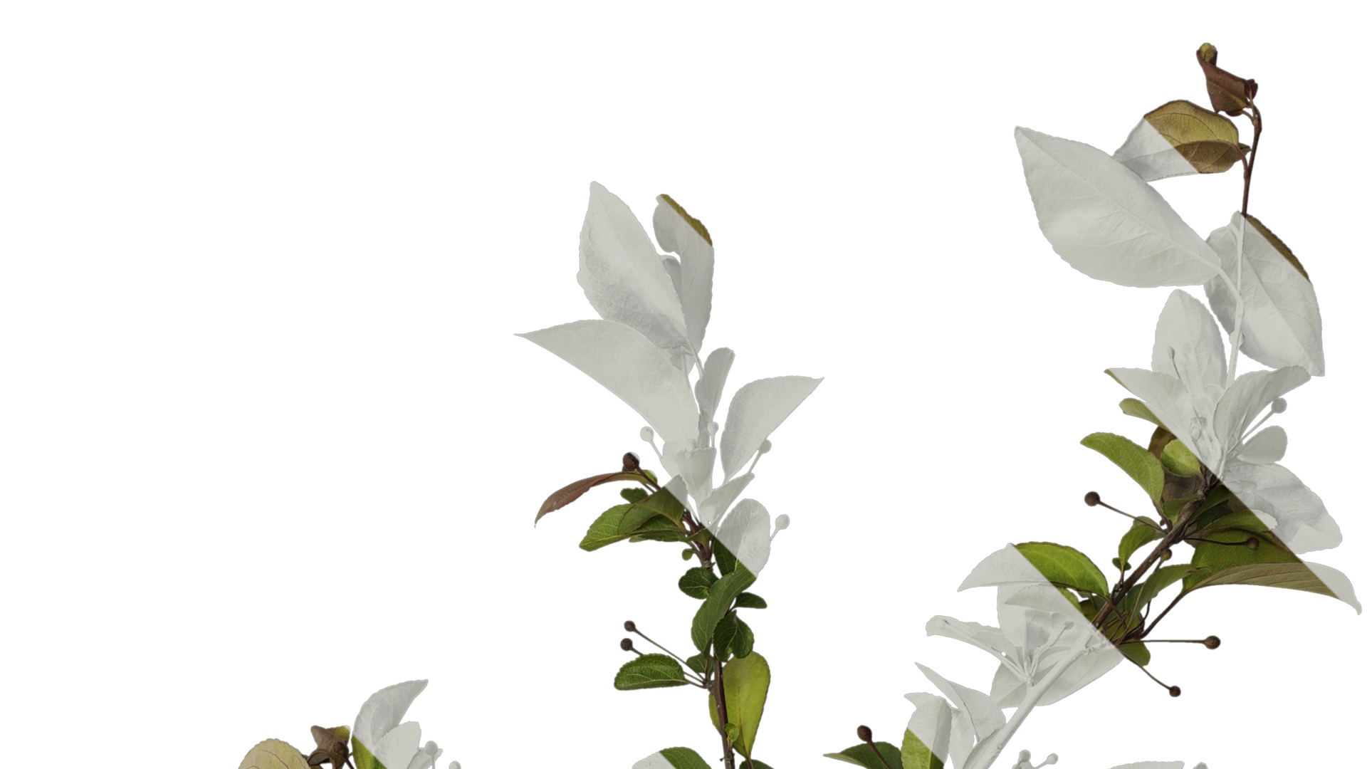 Anydrafts Malus halliana Atlas 07 Texture_2