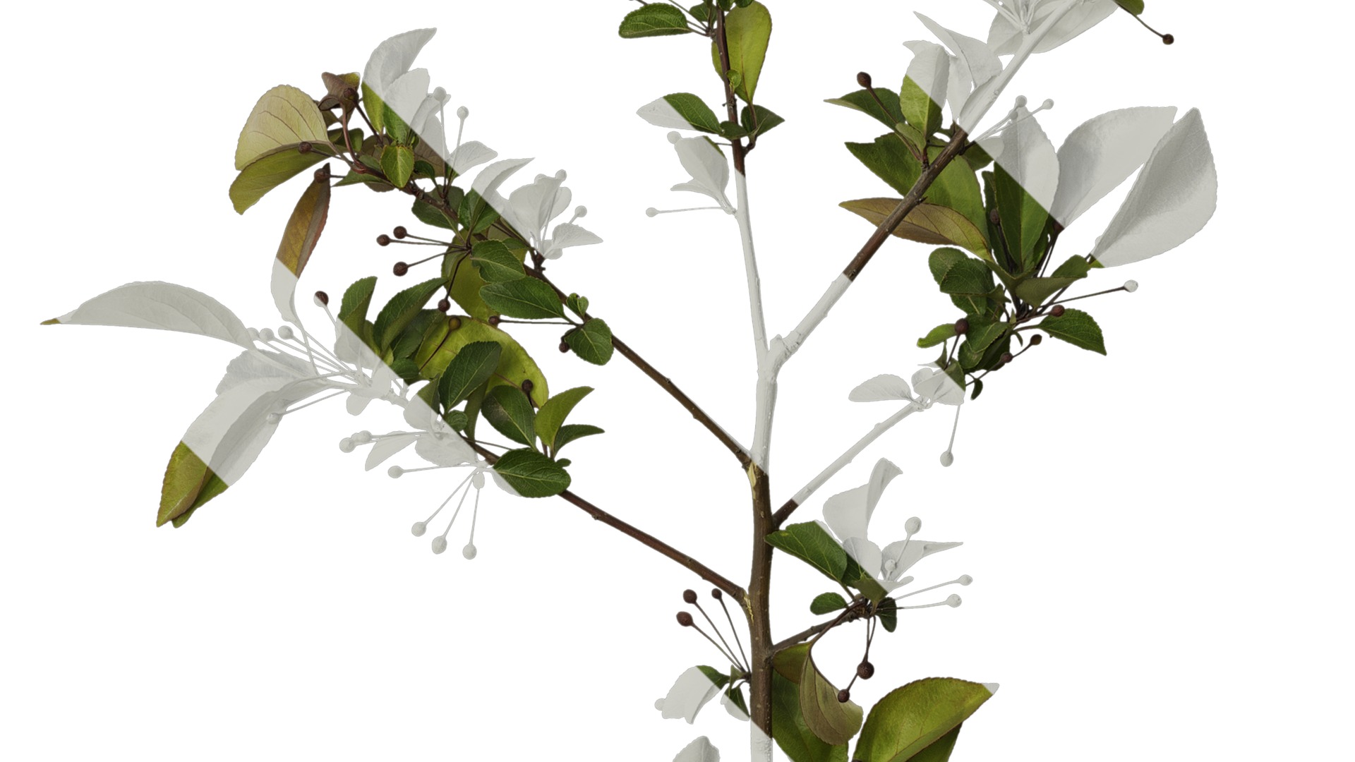 Anydrafts Malus halliana Atlas 07 Texture_4