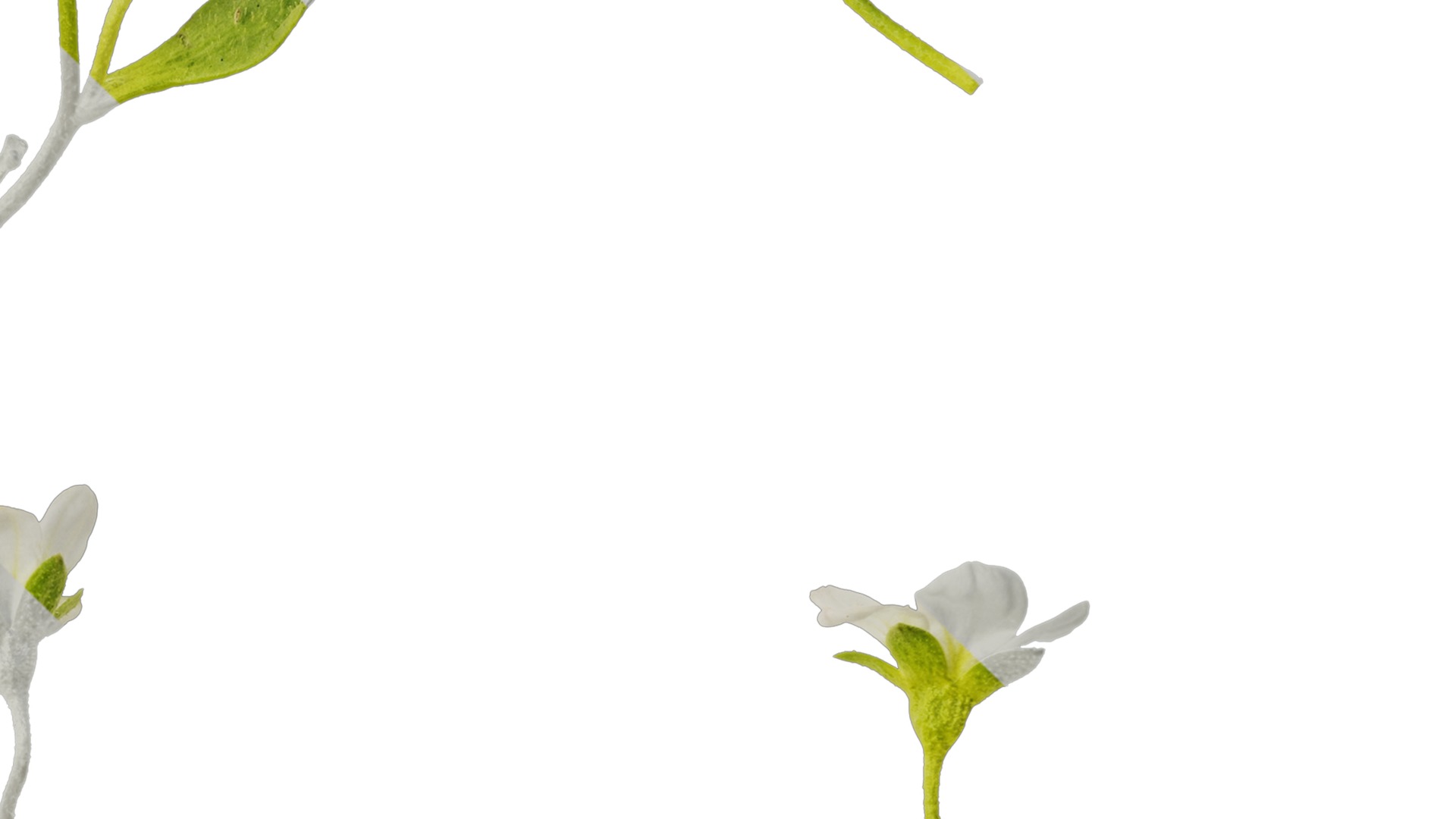 Anydrafts Saxifraga hirculus Atlas 02 Texture_4