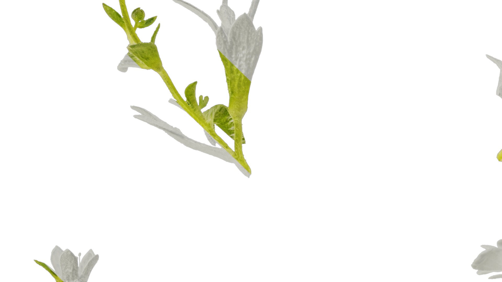 Anydrafts Saxifraga hirculus Atlas 02 Texture_3