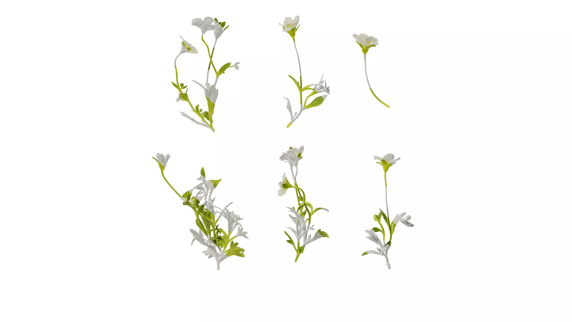 Anydrafts Saxifraga hirculus Atlas 02 Texture_0