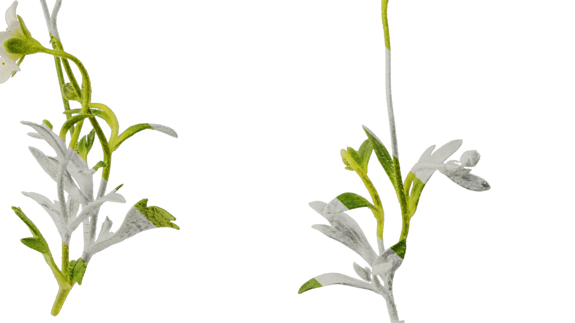 Anydrafts Saxifraga hirculus Atlas 02 Texture_6