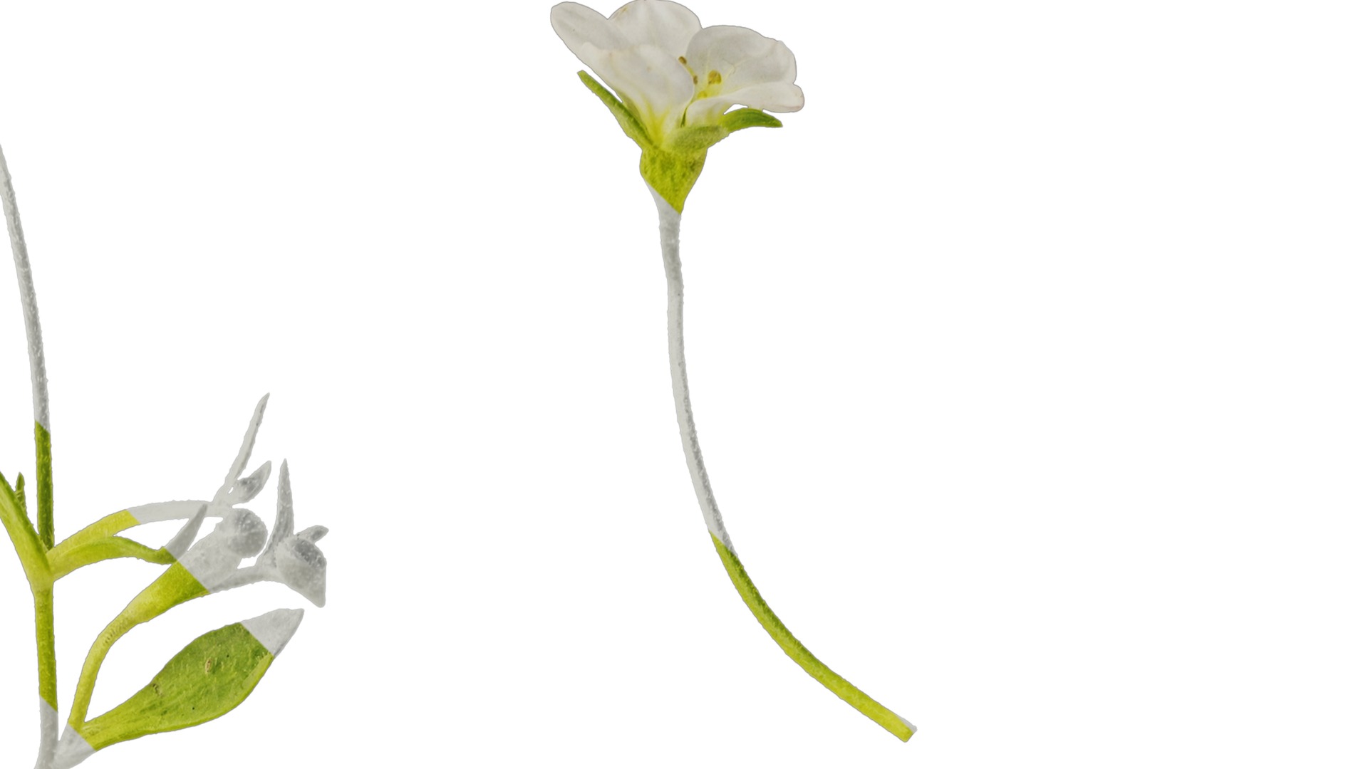 Anydrafts Saxifraga hirculus Atlas 02 Texture_2