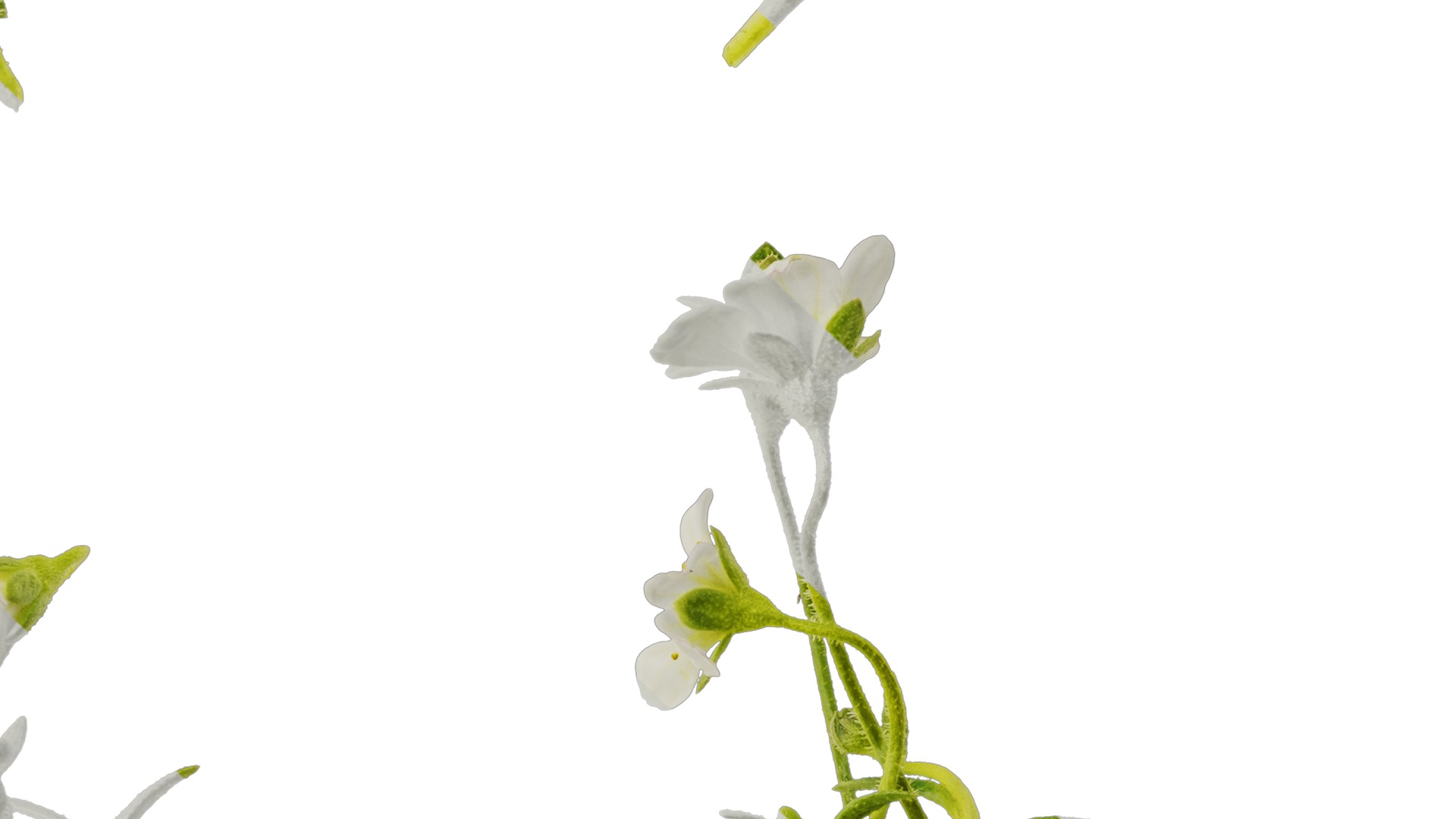 Anydrafts Saxifraga hirculus Atlas 02 Texture_7