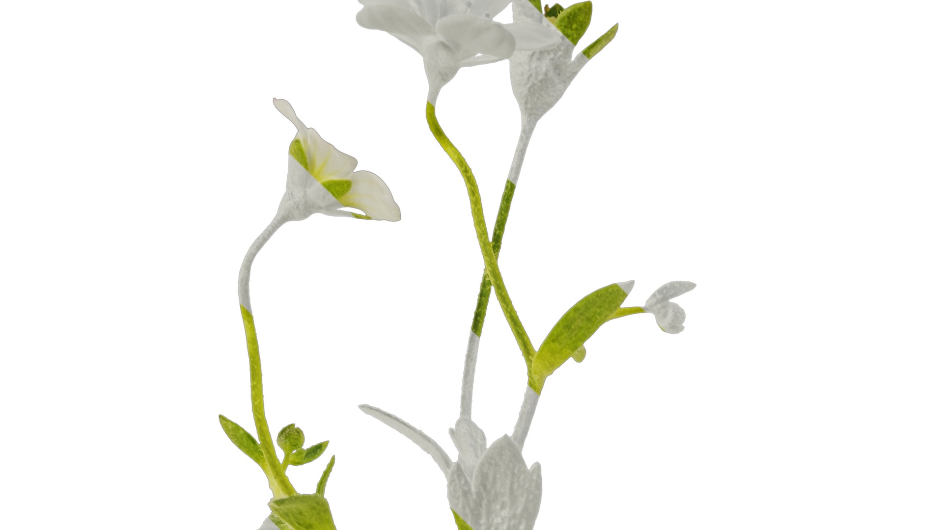 Anydrafts Saxifraga hirculus Atlas 02 Texture_1