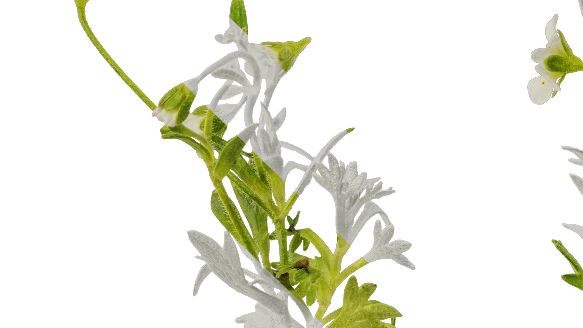 Anydrafts Saxifraga hirculus Atlas 02 Texture_5