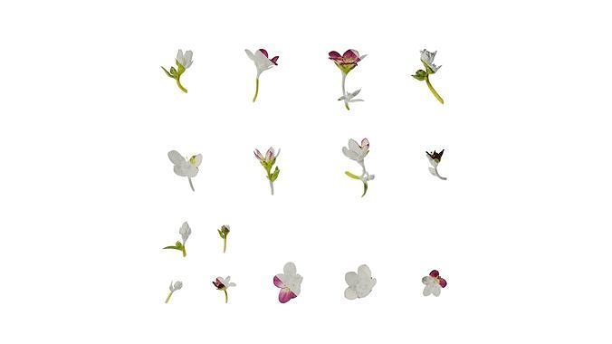 Anydrafts Saxifraga hirculus Atlas 03 Texture