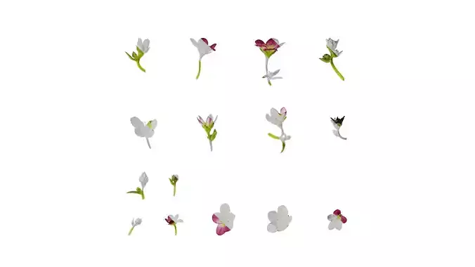 Anydrafts Saxifraga hirculus Atlas 03