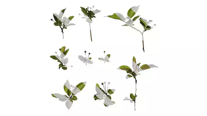 Anydrafts Malus halliana Atlas 09