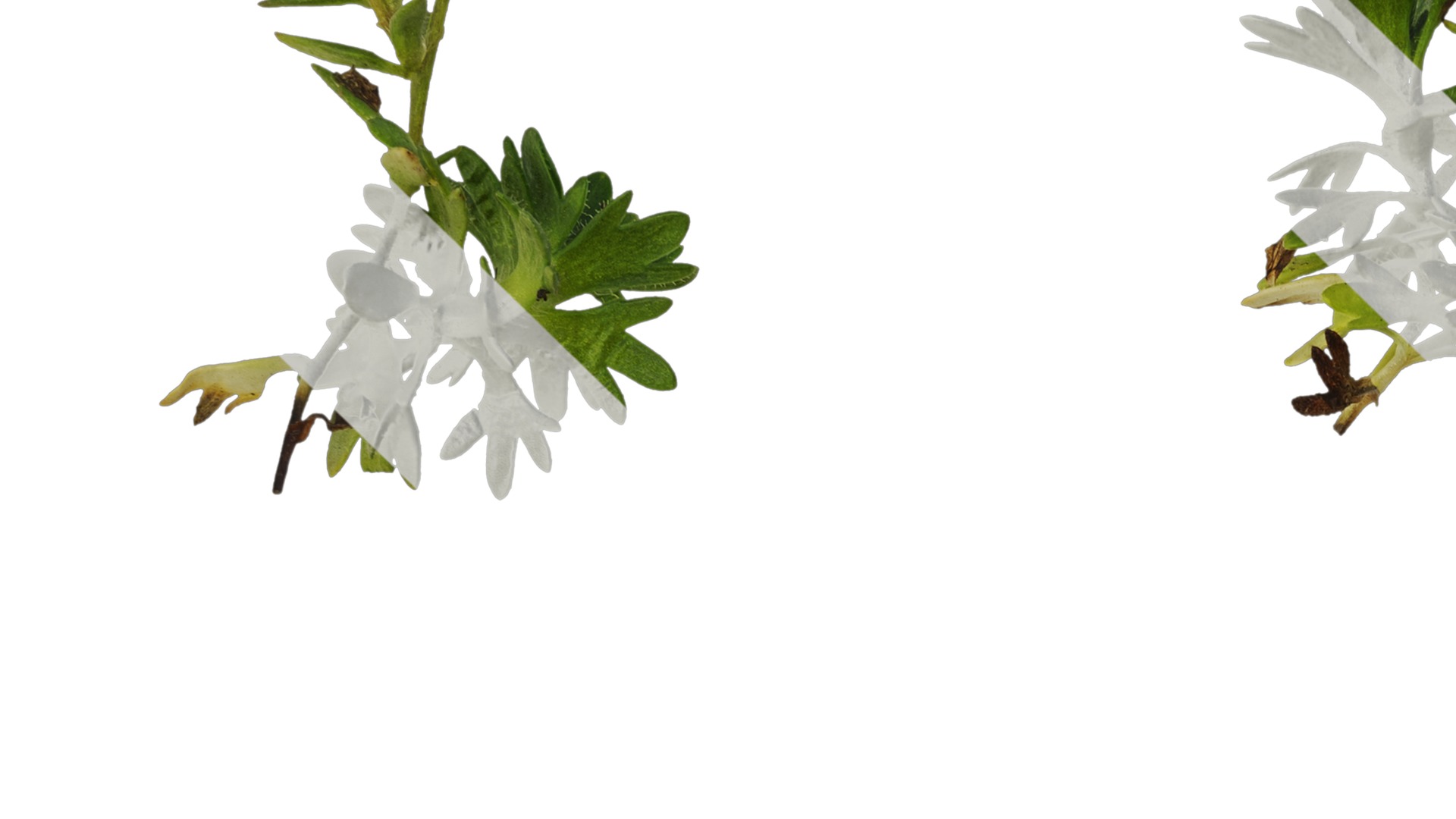 Anydrafts Saxifraga hirculus Atlas 06 Texture_3