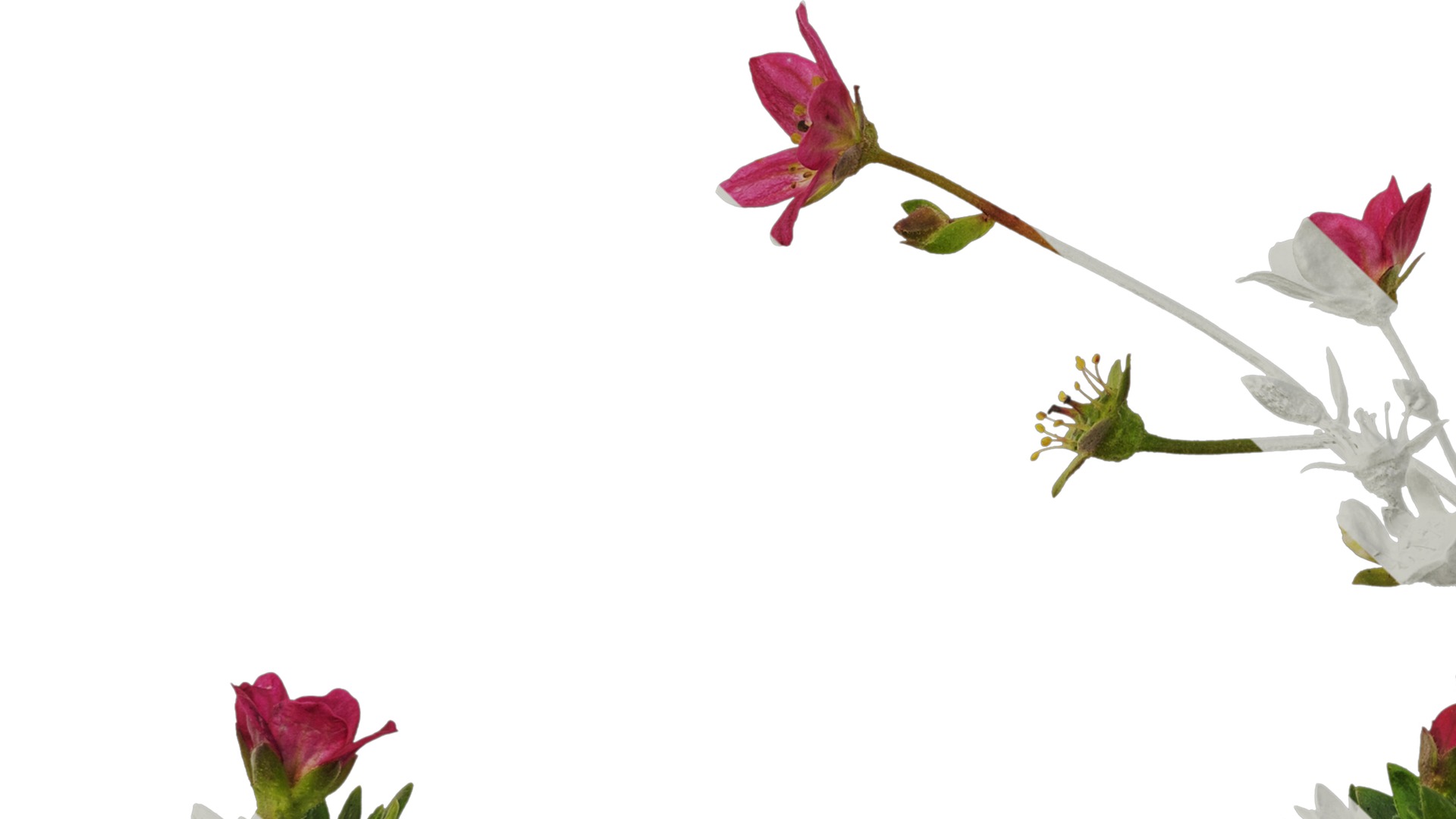 Anydrafts Saxifraga hirculus Atlas 06 Texture_5