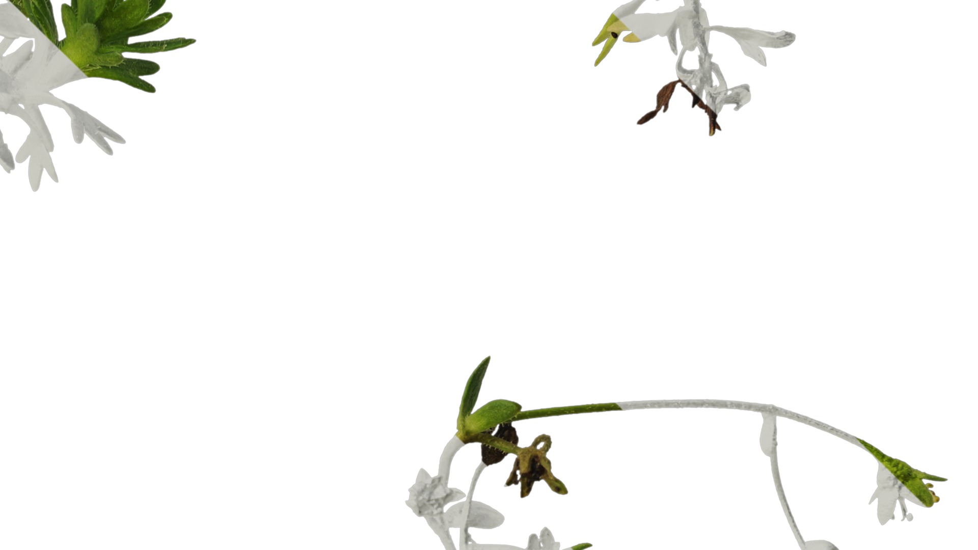 Anydrafts Saxifraga hirculus Atlas 06 Texture_4