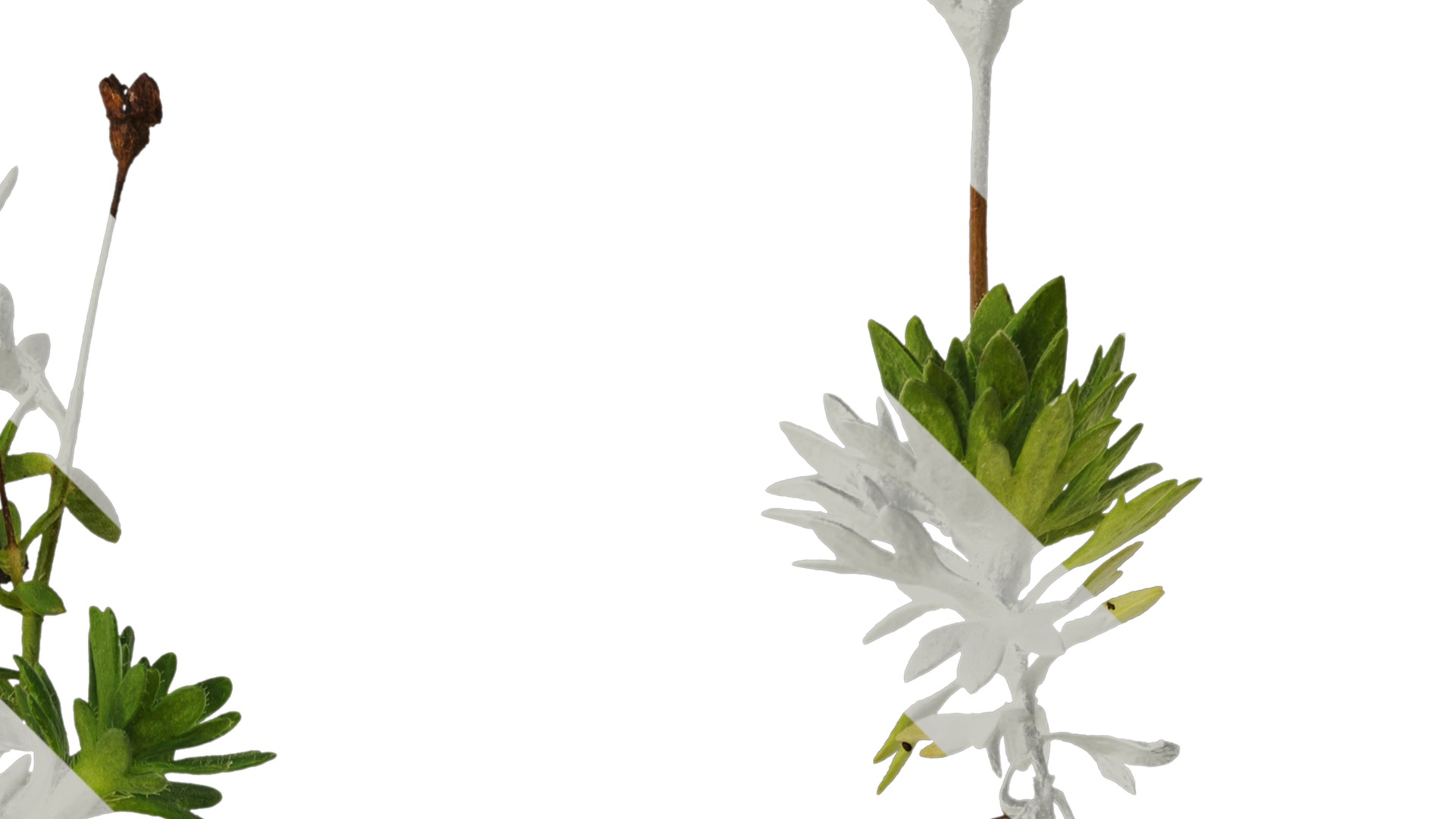 Anydrafts Saxifraga hirculus Atlas 06 Texture_2