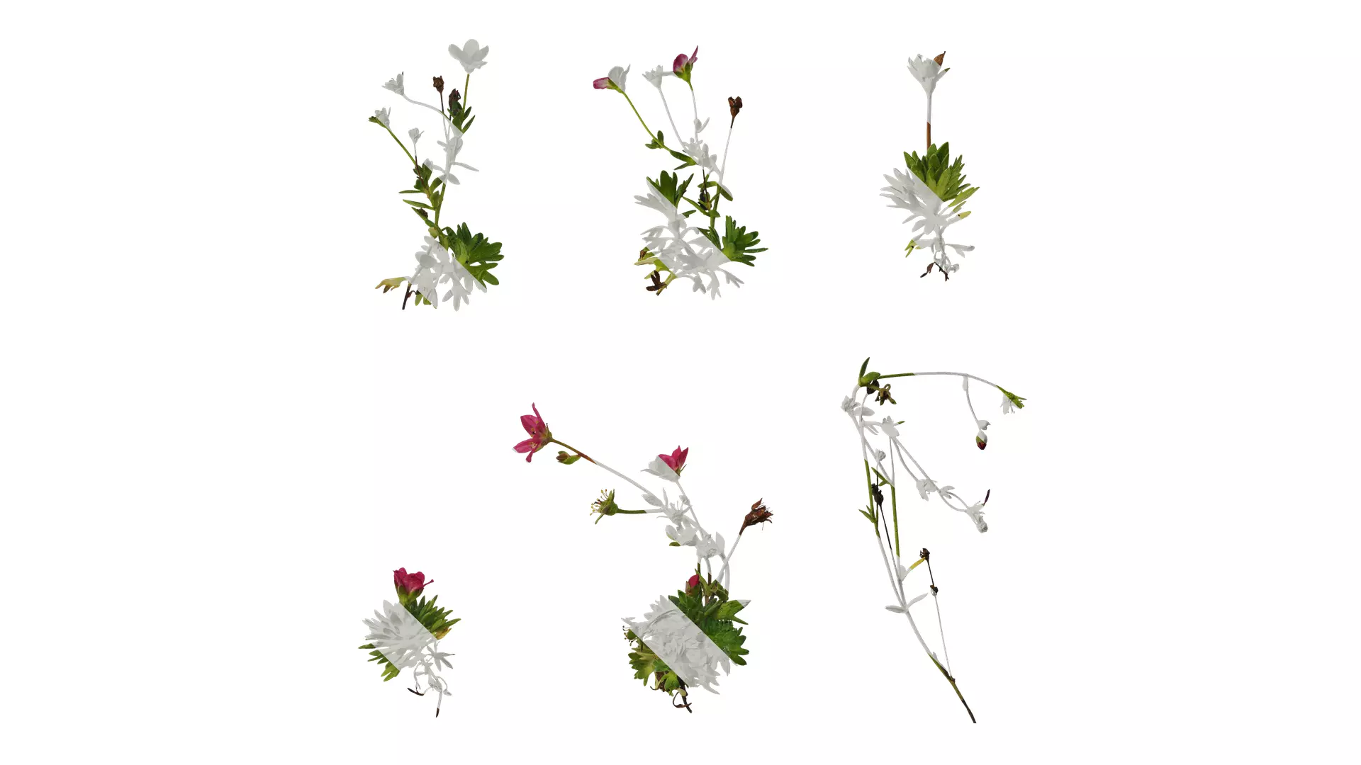 Anydrafts Saxifraga hirculus Atlas 06 Texture_0
