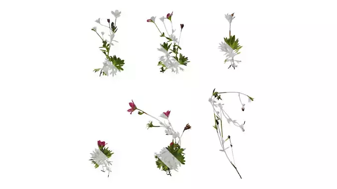 Anydrafts Saxifraga hirculus Atlas 06