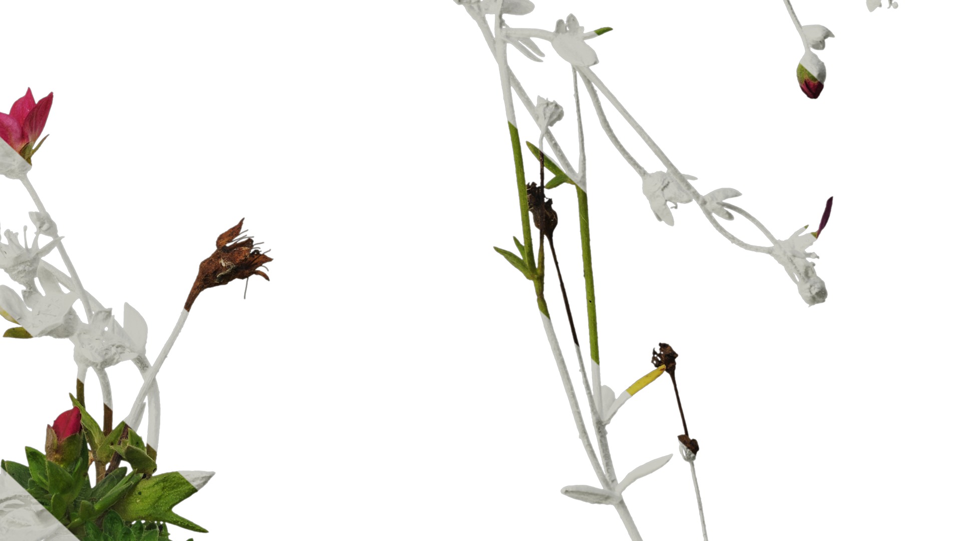 Anydrafts Saxifraga hirculus Atlas 06 Texture_6