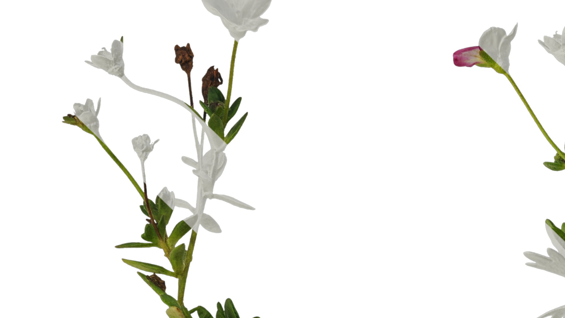 Anydrafts Saxifraga hirculus Atlas 06 Texture_1