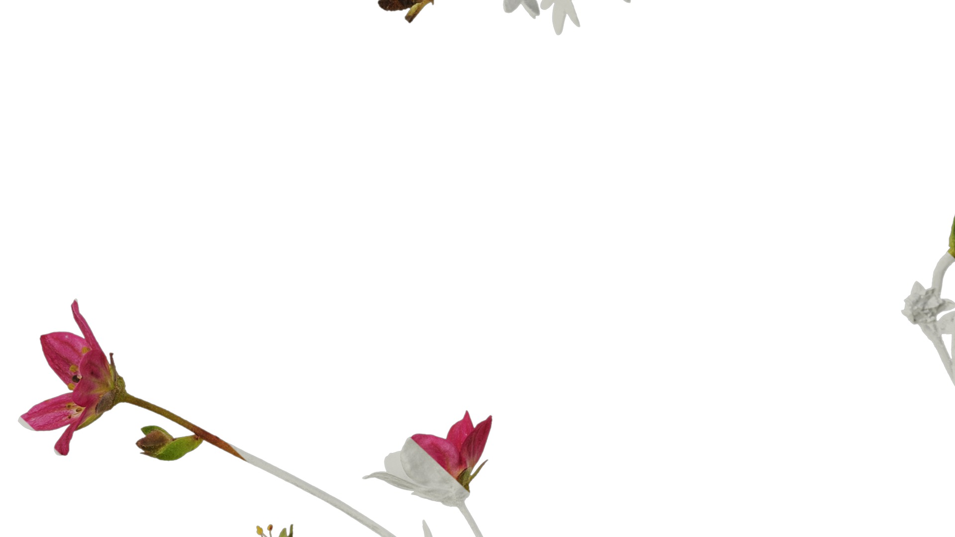 Anydrafts Saxifraga hirculus Atlas 06 Texture_7