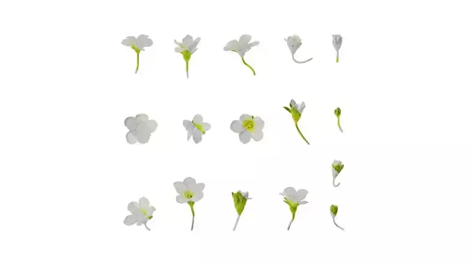 Anydrafts Saxifraga hirculus Flower 01