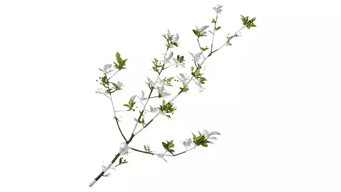 Anydrafts Malus halliana Atlas 10