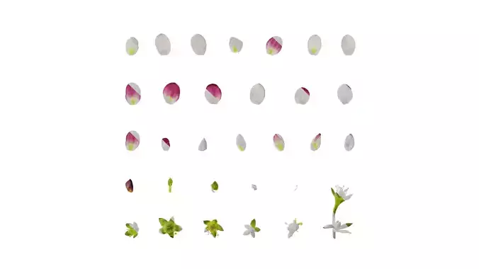 Anydrafts Saxifraga hirculus Flower 02