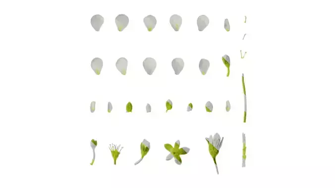 Anydrafts Saxifraga hirculus Flower 03