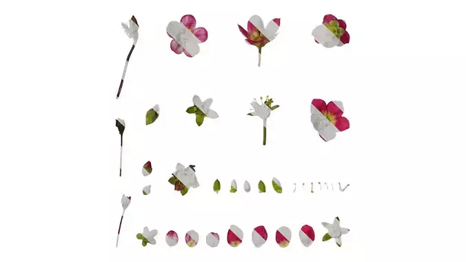 Anydrafts Saxifraga hirculus Flower 04