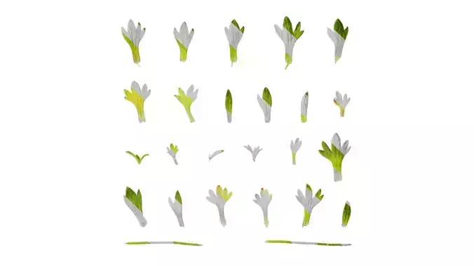 Anydrafts Saxifraga hirculus Leaf 01