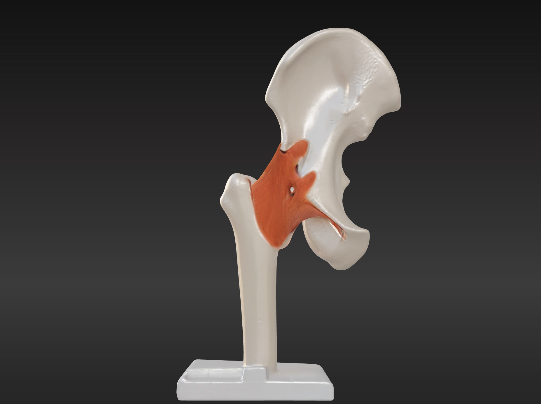 3D Hip Joint Anatomy Model 3D print model_1