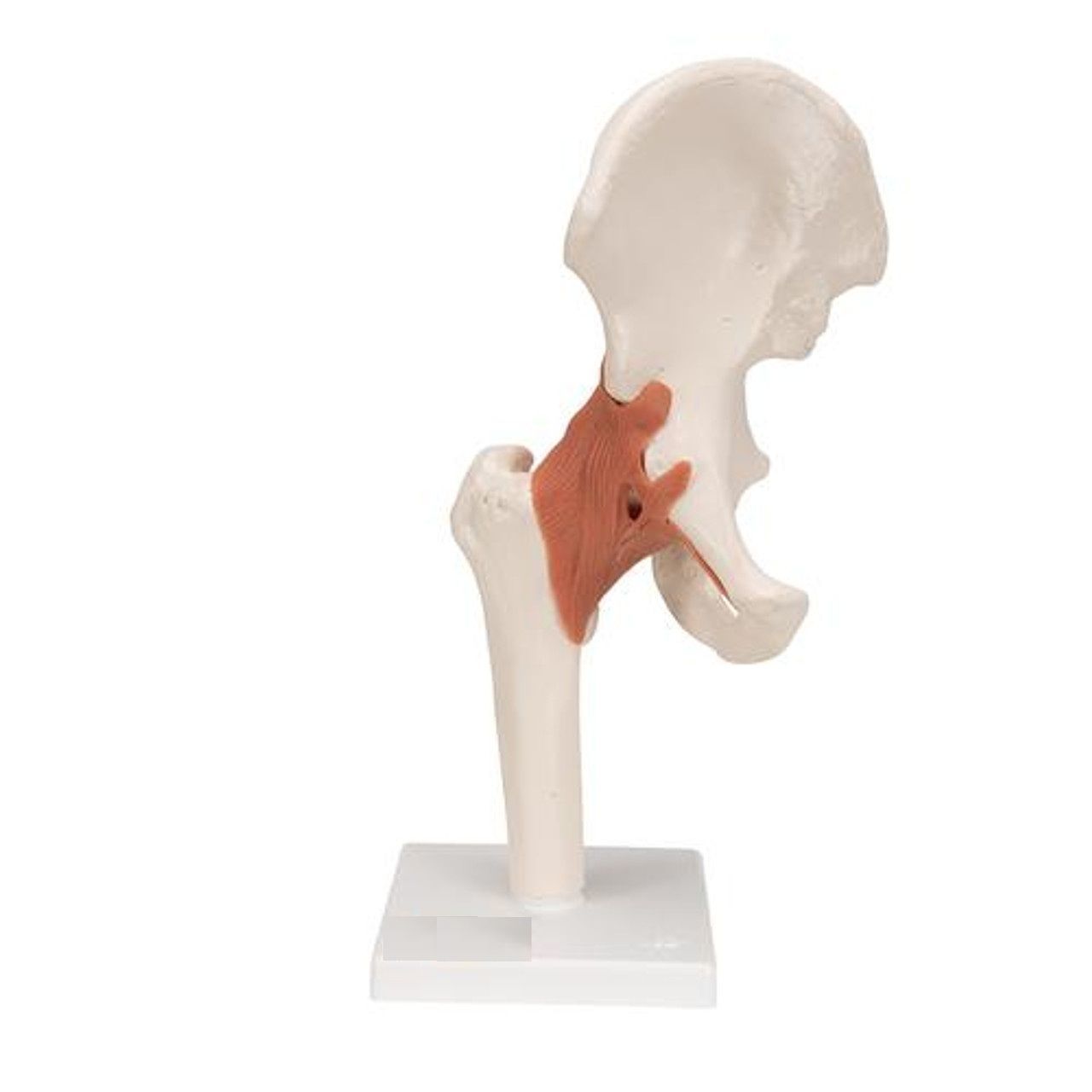 3D Hip Joint Anatomy Model 3D print model_7