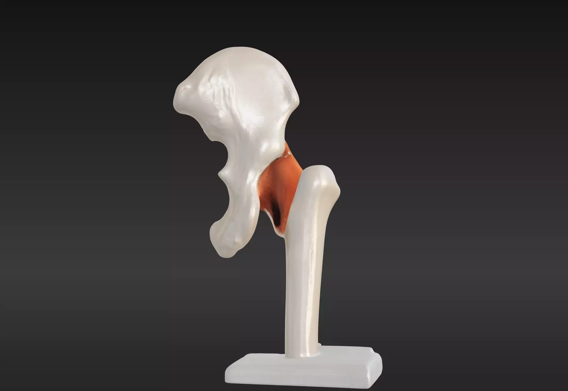 3D Hip Joint Anatomy Model 3D print model_0